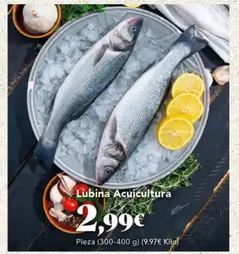 Gadis Lubina Acuicultura oferta
