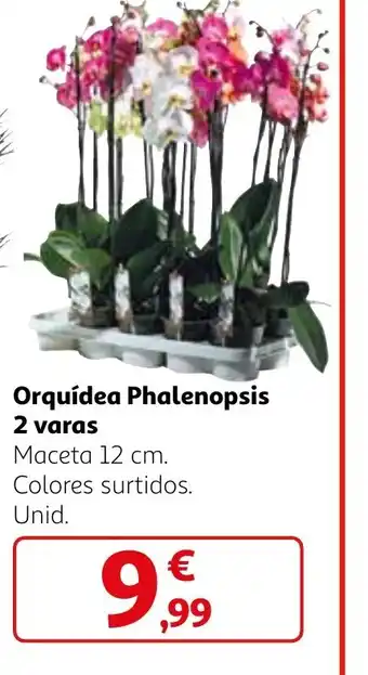 Alcampo Orquídea Phalenopsis oferta