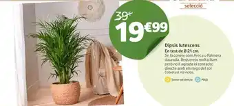 Jardiland Dipsis lutescens oferta