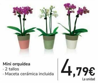 Carrefour Mini orquídea oferta
