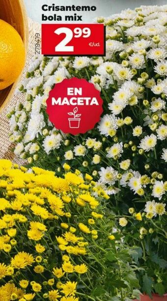 Dia Crisantemos bola mix oferta