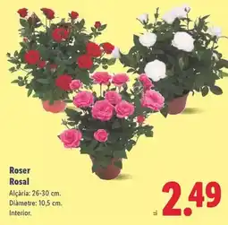 Carrefour Cruzcampo - cerveza oferta