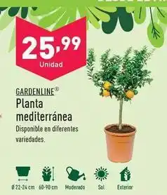 ALDI Gardenline - planta mediterranea oferta