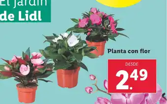 Lidl Planta con flor oferta