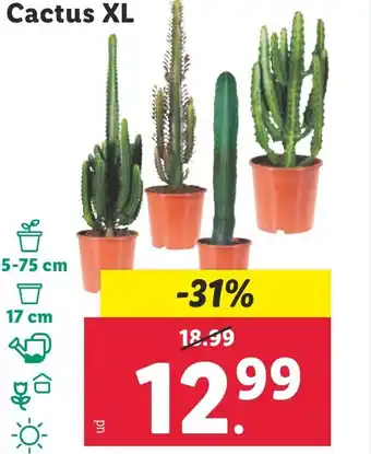 Lidl Cactus XL oferta