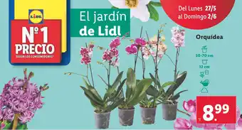 Lidl Orquídea oferta