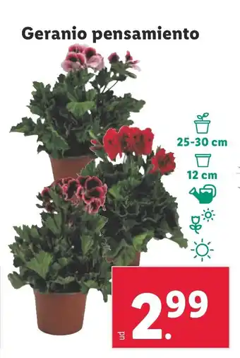 Lidl Geranio pensamiento oferta