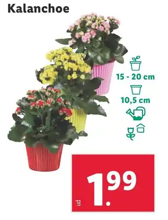 Lidl Kalanchoe oferta