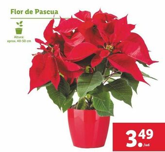 Lidl Flor de pascua oferta