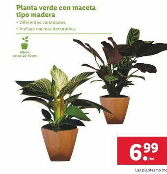 Lidl Plantas oferta