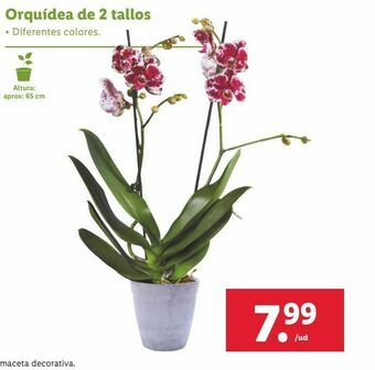 Lidl Orquídeas oferta
