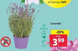 Lidl Lavanda oferta