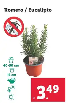 Lidl Romero/Eucalipto oferta