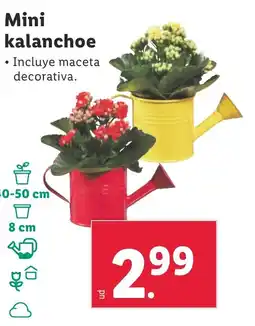 Lidl Mini kalanchoe oferta