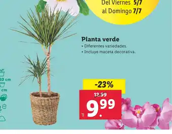 Lidl Planta verde oferta