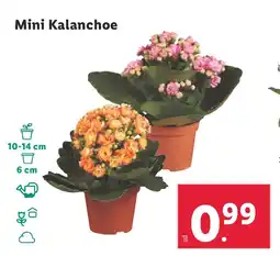 Lidl Mini Kalanchoe oferta