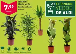ALDI GARDENLINE® Planta verde oferta