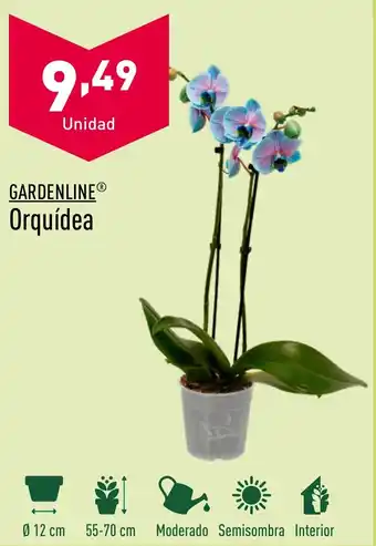 ALDI GARDENLINE Orquídea oferta