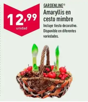 ALDI Gardenline Amaryllis en cesto mimbre oferta