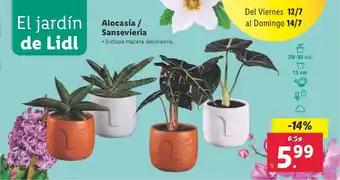 Lidl Alocasia / Sansevieria oferta