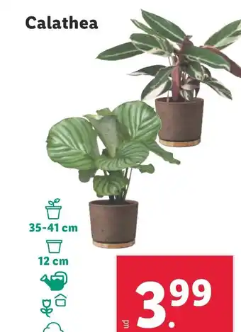 Lidl Calathea oferta