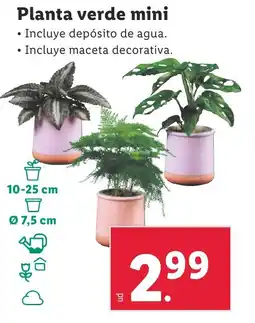 Lidl Planta verde mini oferta