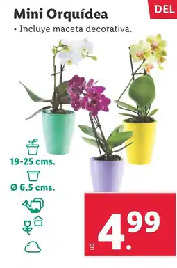 Lidl Mini Orquídea oferta
