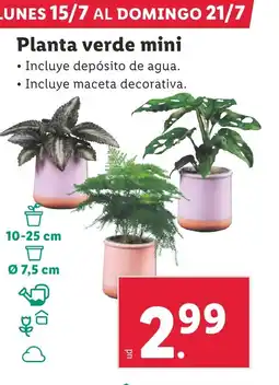 Lidl Planta verde mini oferta