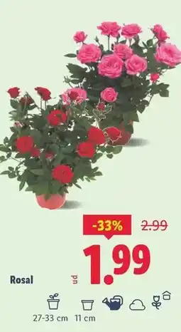 Conforama Silla bella oferta