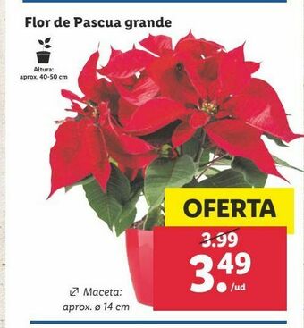 Lidl Flores oferta