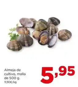Alimerka Almeja de cultivo oferta