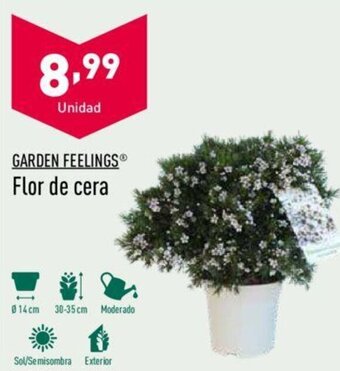 ALDI Garden Feelings Flor de cera oferta