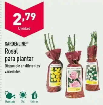 ALDI Garderline Rosal para plantar oferta