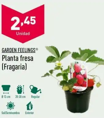 ALDI Garden Feelings Planta fresa(Fragaria) oferta