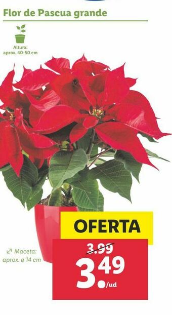 Lidl Flor de pascua oferta