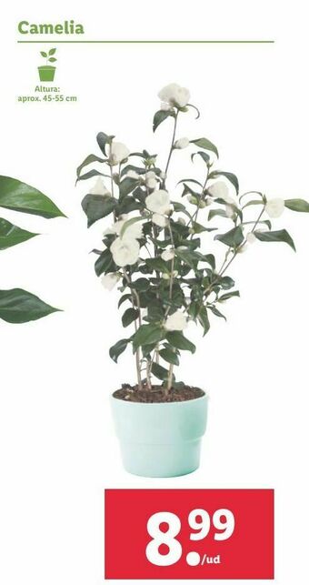 Lidl Plantas oferta