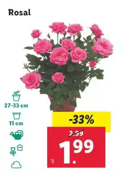 Lidl Rosal oferta