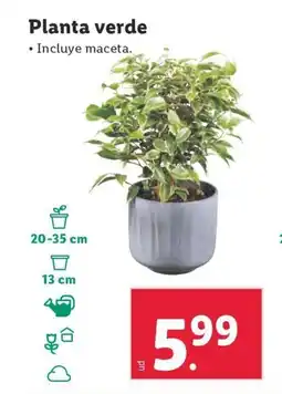 Lidl Planta verde oferta