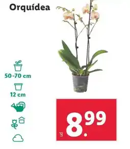 Lidl Orquídea oferta