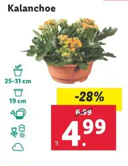 Lidl Kalanchoe oferta