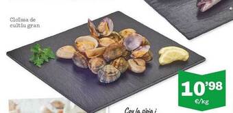 Sorli Cloïssa De Cultiu Gran oferta