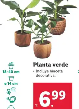 Lidl Planta verde oferta