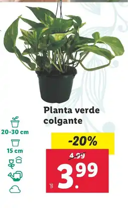 Lidl Planta verde colgante oferta