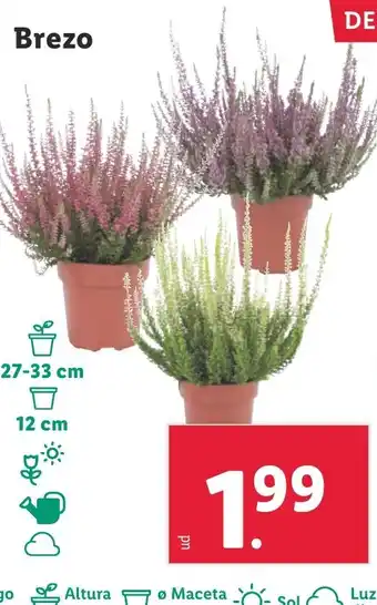 Lidl Brezo oferta