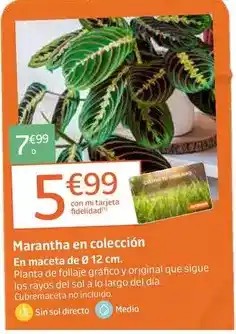 Gadis Dixan - detergente oferta