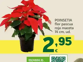 HiperDino Poinsetia flore de pascua roja maceta 14 cm oferta