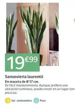 TOP Cash & Carry Smirnoff - vodka red oferta