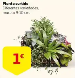 Alcampo Planta surtida oferta