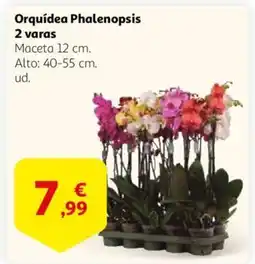 Alcampo Orquídea Phalenopsis 2 varas oferta