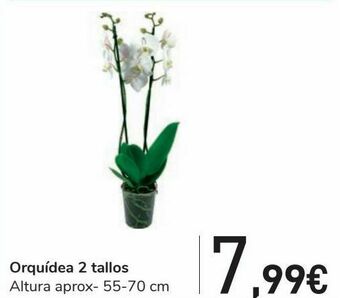 Carrefour Orquídea oferta